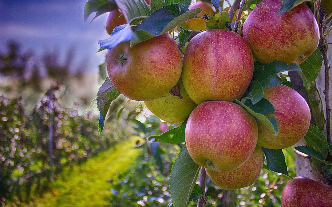 Exploring the Roots: The History and Journey to Jackson’s Orchard