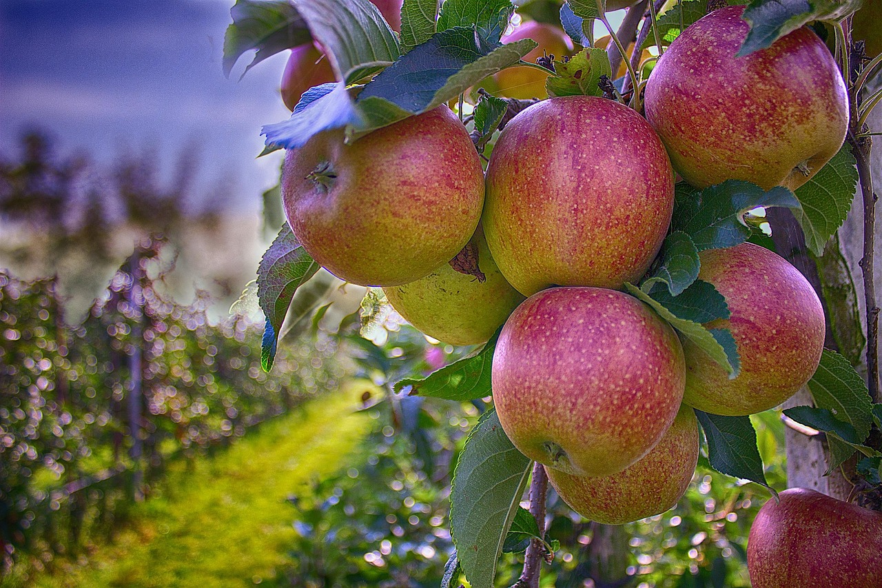 Exploring the Roots: The History and Journey to Jackson's Orchard