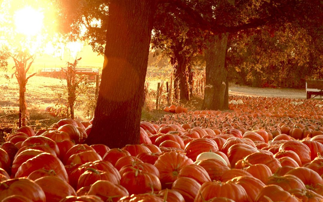 Just Piddlin Corn Maze 2024: The Ultimate Fall Adventure