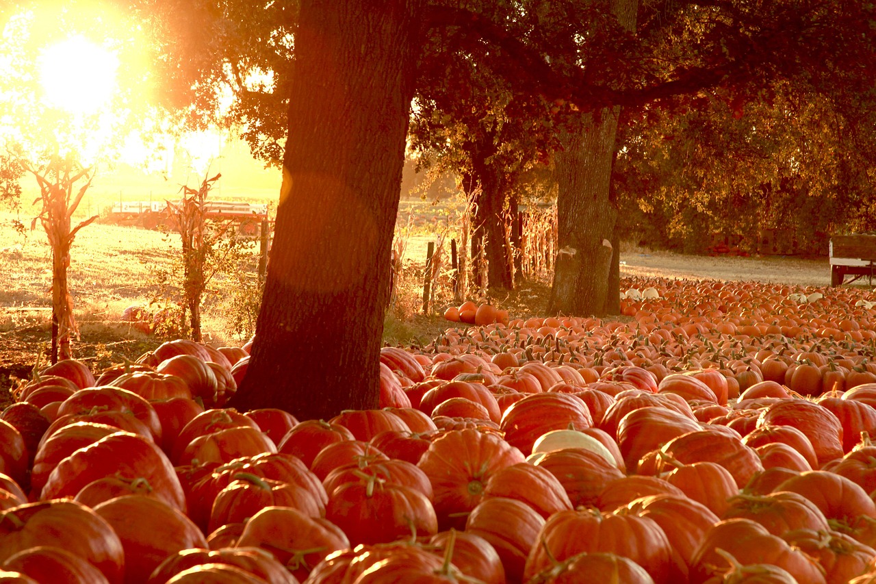 Just Piddlin Corn Maze 2024: The Ultimate Fall Adventure